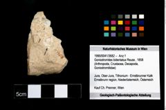 Foto (Objekt + Etikett) von Goniodromites bidentatus (Reuss, 1858)  (NHMW-GEO-1990-0041-3682)
